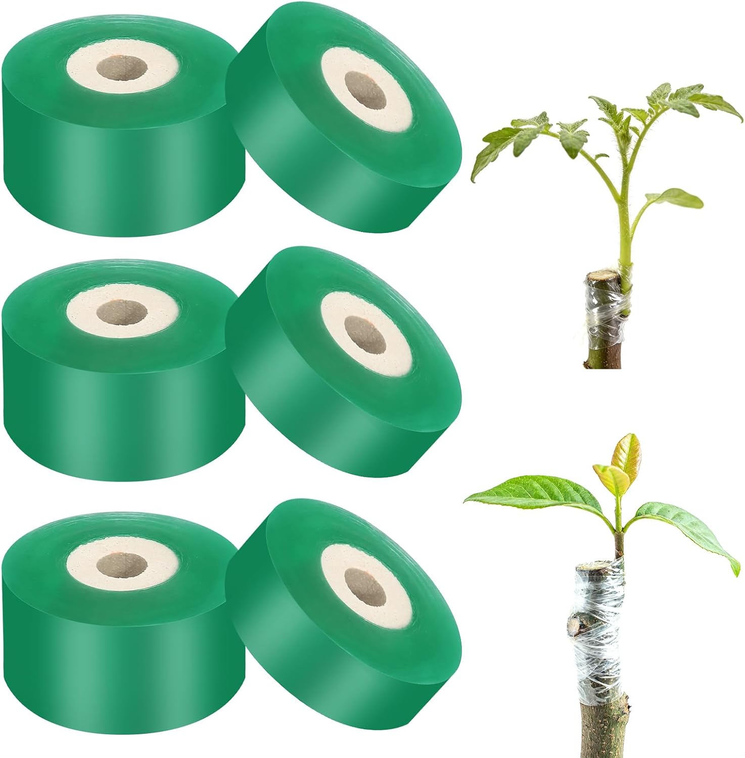 DUTIFUL Lot de 6 rouleaux de ruban de greffage, autocollant, pour arbres fruitiers, extensible, protection des plantes, pour arbres fruitiers, verger, 2 cm, 3 rouleaux de chaque taille